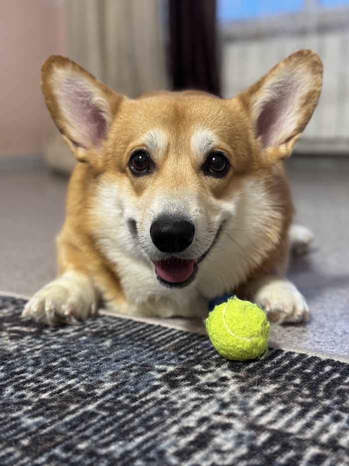 Глаза горят азартом, зрачки расширены-весь мир сузился до одного предмета: мяча)