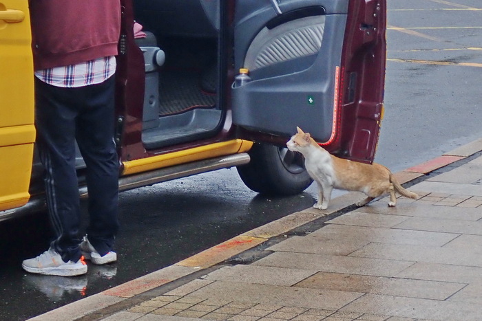 Шеф, мне в Тайбей