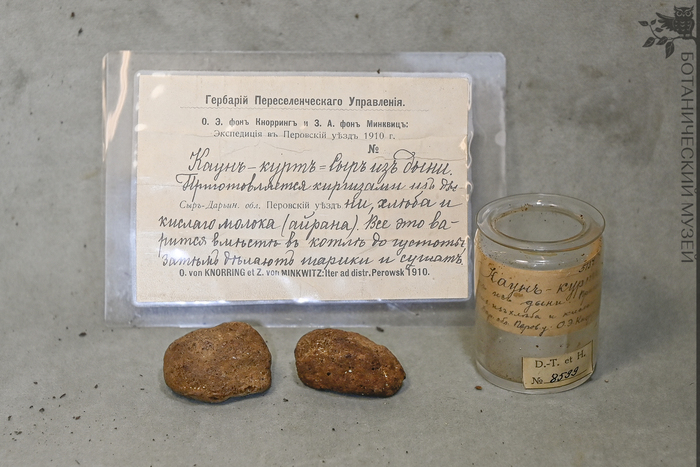    (Cucumis sp.),    ,    .    .   ..   ..  1910 .