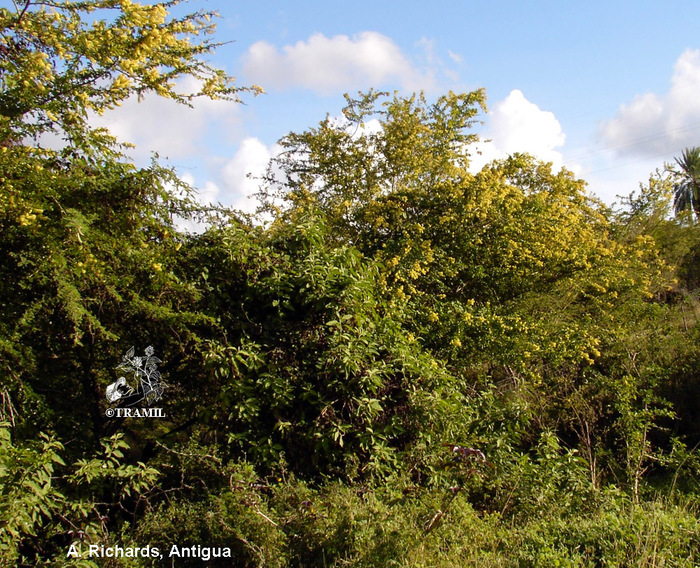  .    <!--noindex--><a href="https://pikabu.ru/story/kampeshevoe_derevo_13407228?u=http%3A%2F%2Ftramil.aegirprod.martinique.univ-antilles.fr&t=tramil.aegirprod.martinique.univ-antilles.fr&h=5ab203aae19439bbc69ca3d333002b18df94d337" title="http://tramil.aegirprod.martinique.univ-antilles.fr" target="_blank" rel="nofollow noopener">tramil.aegirprod.martinique.univ-antilles.fr</a><!--/noindex-->.