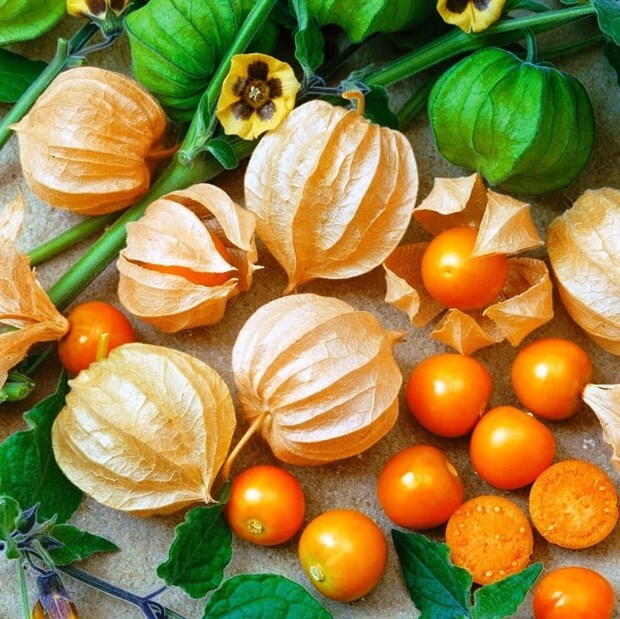   .    <!--noindex--><a href="https://pikabu.ru/story/ovoshchi_fizalis_13421362?u=http%3A%2F%2Ftreeseed.ru&t=treeseed.ru&h=2c0faeaa0f5505f2108ca5a4c2b07cc1bead4b75" title="http://treeseed.ru" target="_blank" rel="nofollow noopener">treeseed.ru</a><!--/noindex-->.