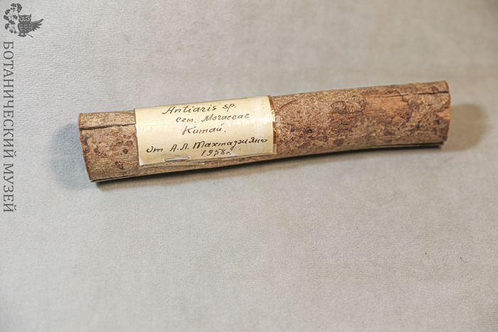 Часть ветви анчара. Из фондов Ботанического музея БИН РАН.