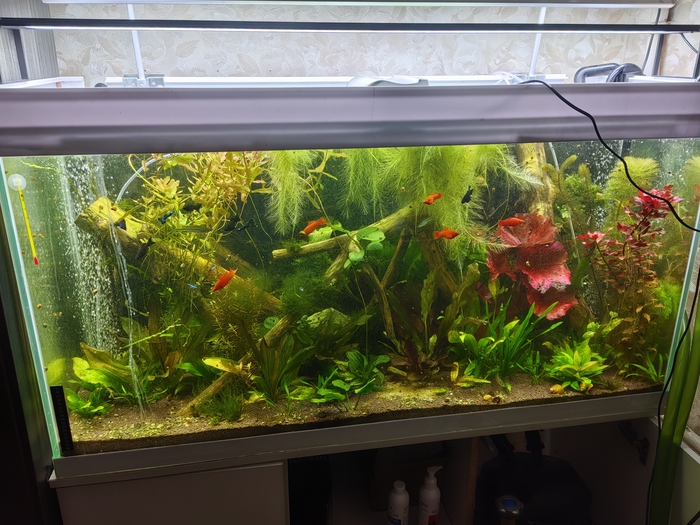 Про аквариум пост