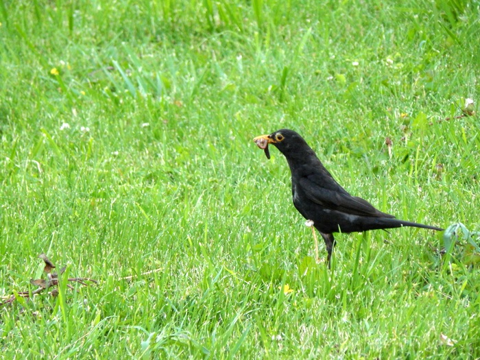 Чёрный дрозд в Кисловодском национальном парке
