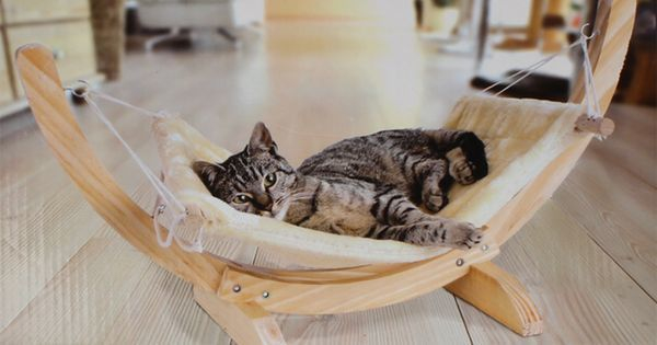 Мой кот и очередная модная покупка