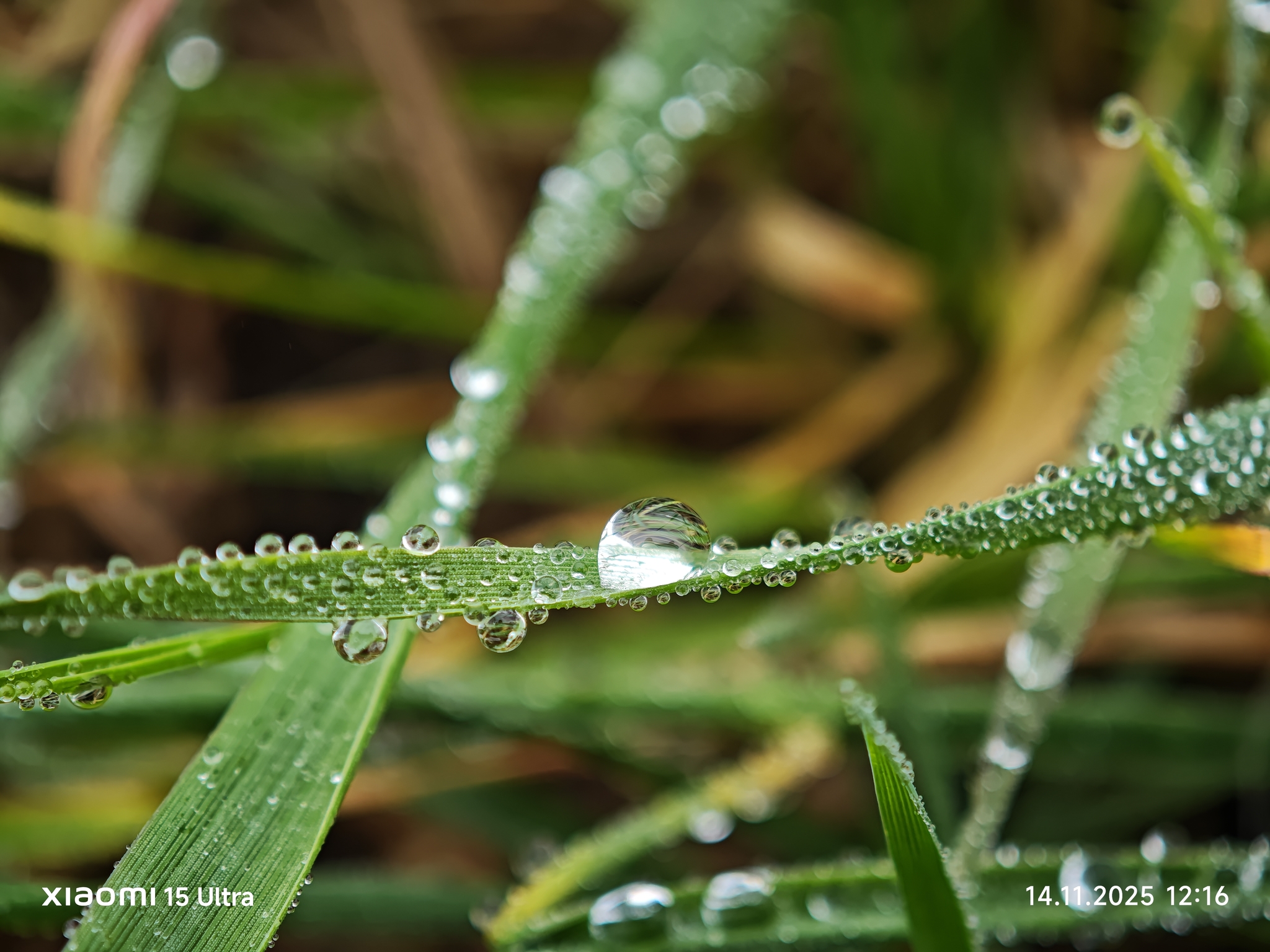 The fog is settling) - My, Drops, Fog