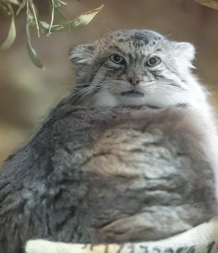 Утреннее выражение лица