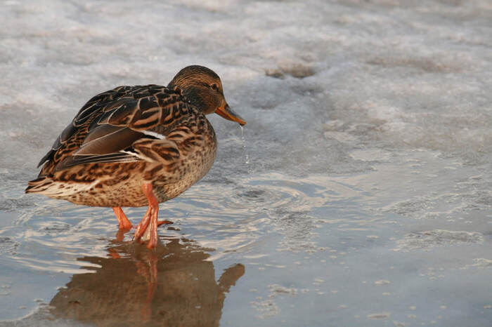 Утки в деталях