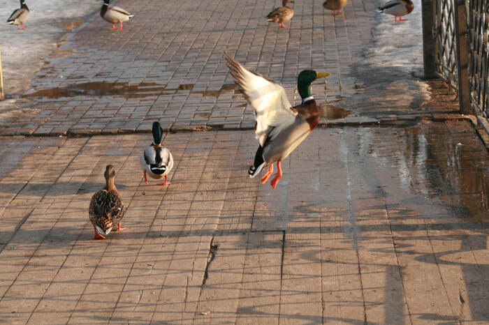 Утки в деталях