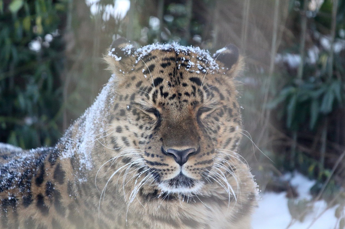  <a href="https://pikabu.ru/story/zima_katit_v_glaza_13410469?u=https%3A%2F%2Ft.me%2Fkldzoo%2F6303&t=%D0%BE%D1%82%D1%81%D1%8E%D0%B4%D0%B0&h=a9a393626c697e4c0a142f00a9504d9c149a757f" title="https://t.me/kldzoo/6303" target="_blank" rel="nofollow noopener"></a>