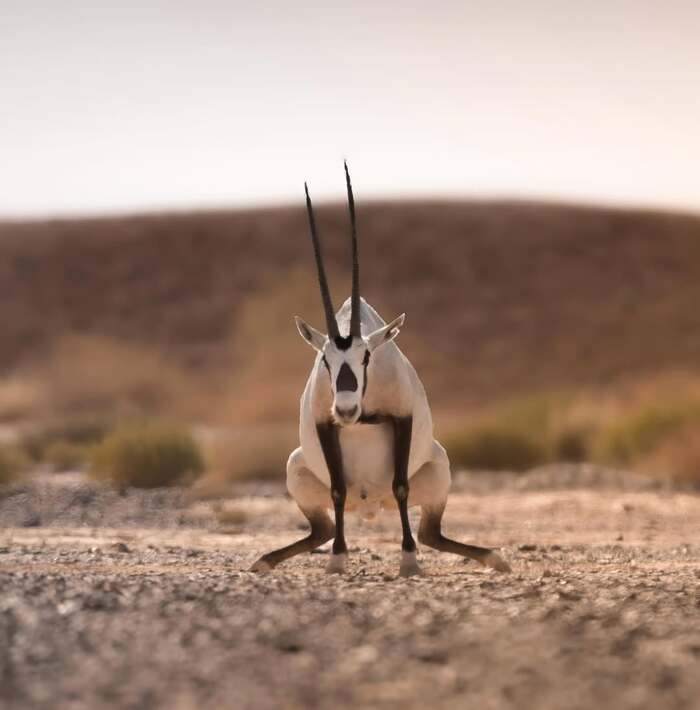 Белый орикс.