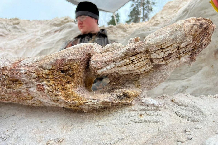 Дерево возрастом в сотни миллионов лет