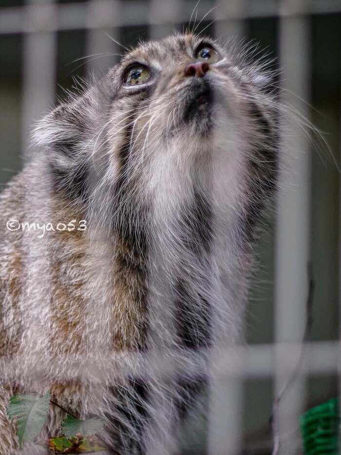 Мечтательная Хани