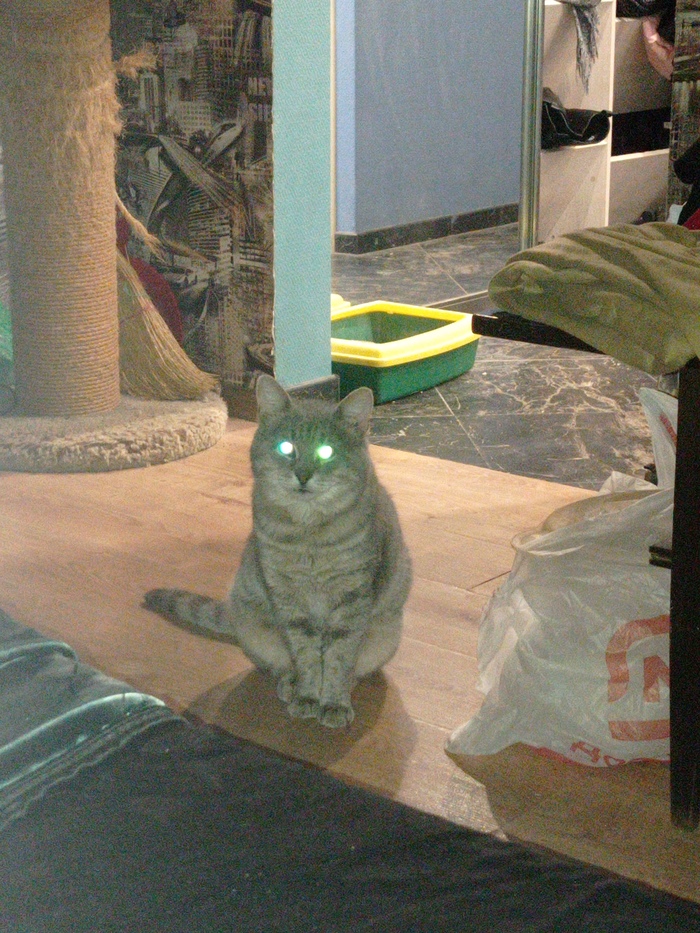 Я сегодня гладила другого кота...