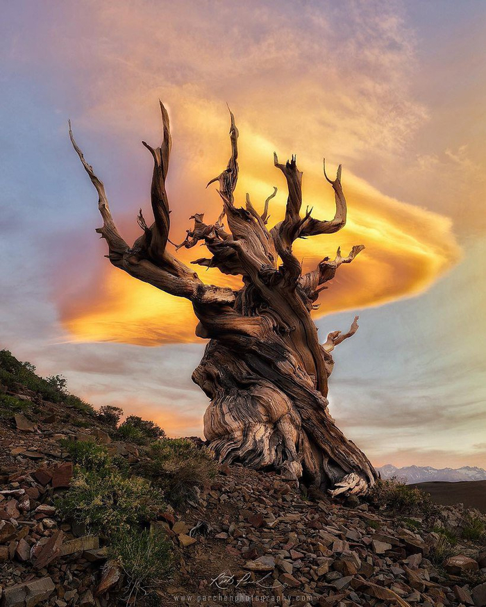 Это Мафусаил.