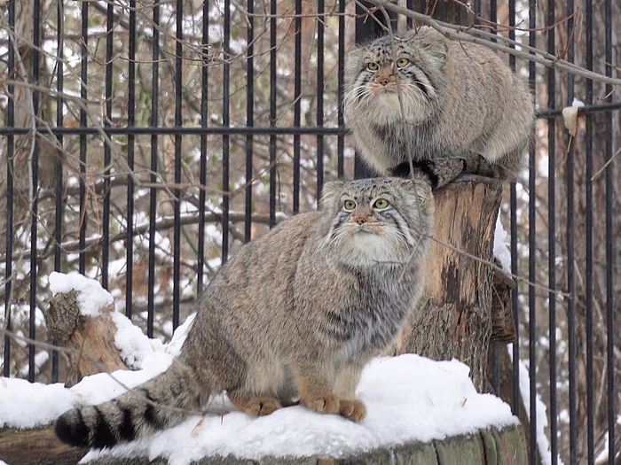 Снежные красотули
