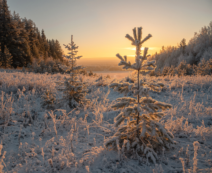 Елочка в свете рассвета