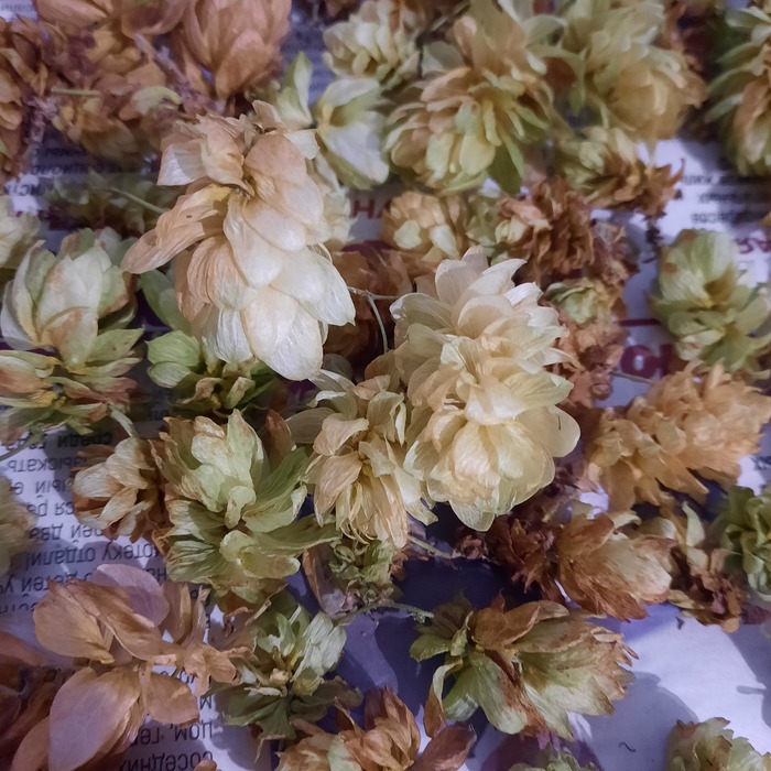 Высохли. Можно приступать к варке.