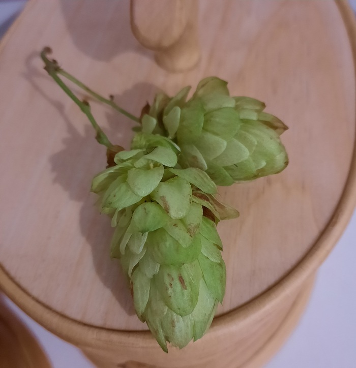 Крупные подсохшие шишечки хмеля. Красивые.