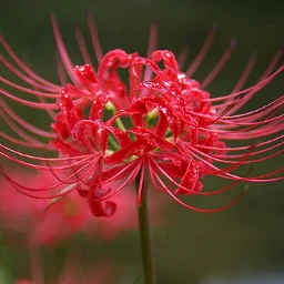 SpiderLily