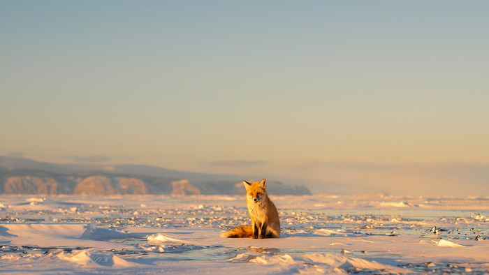 SONY ILCE-7RM3 1/1250 sec f/2.8 ISO 100 Фокусное расстояние: 70 mm Объектив: FE 24-70mm F2.8 GM