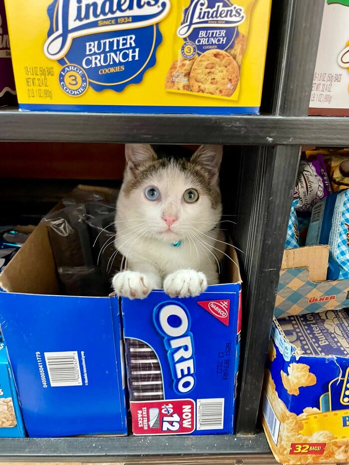 <!--noindex--><a href="https://pikabu.ru/story/chto_13419398?u=https%3A%2F%2Fx.com%2FBodegacats_%2Fstatus%2F1991713537102946561&t=https%3A%2F%2Fx.com%2FBodegacats_%2Fstatus%2F1991713537102946561&h=bfc9d1d72fb0cb7c94dbb865571220a3664c4fec" title="https://x.com/Bodegacats_/status/1991713537102946561" target="_blank" rel="nofollow noopener">https://x.com/Bodegacats_/status/1991713537102946561</a><!--/noindex-->