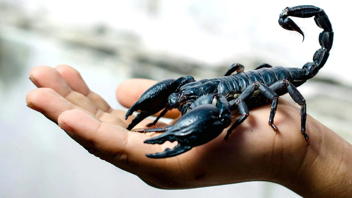 Выглядит как фигурка из чёрного пластика! Это императорский скорпион.