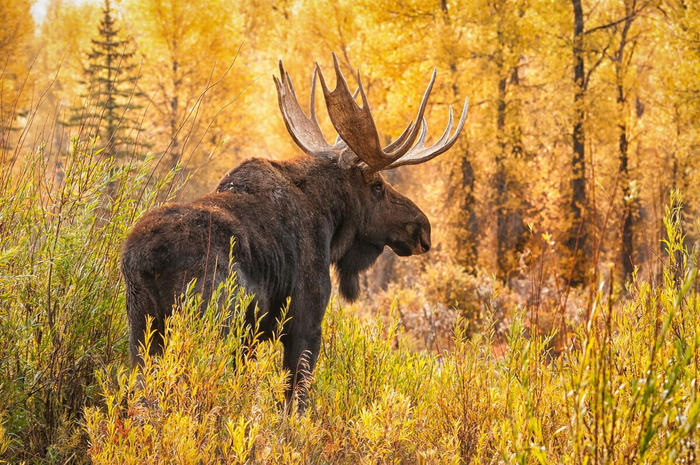 Особенно опасны лоси именно сейчас, осенью. Идет время гона! Звери теряют бдительность и становятся особенно суетными.