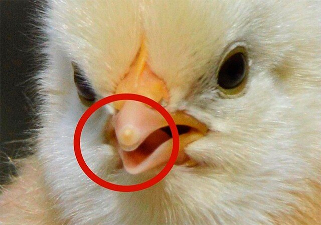 Этот маленький бугорок на клюве — и есть яйцевой зуб. Очень скоро он либо отвалится, либо рассосётся. Такой есть не только у птенцов, но и у детёнышей рептилий и амфибий.