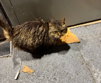 ����� � ���������