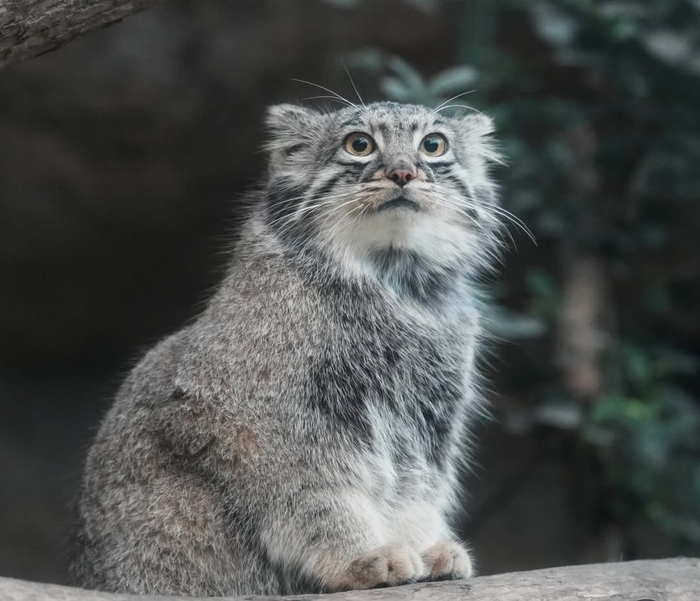 Мэй задумалась