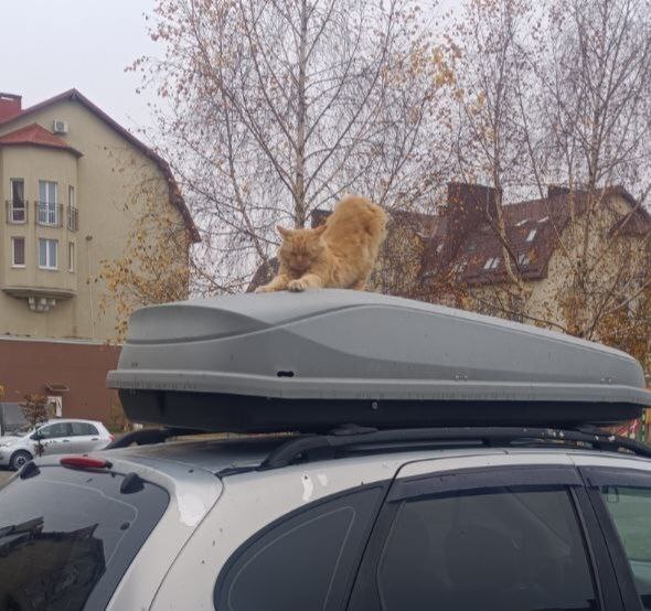 Потягушки на высоте