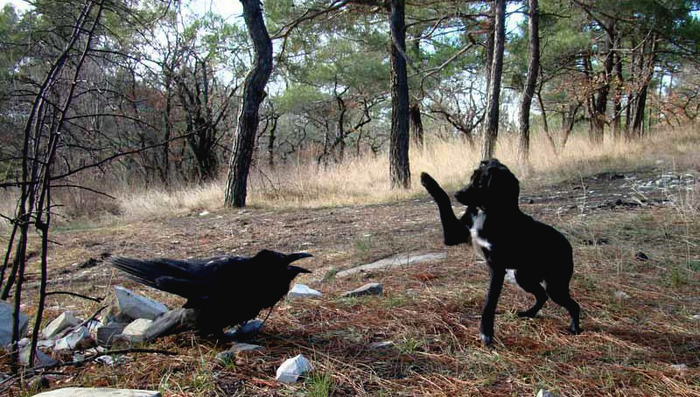 Птица, близкая по размерам к небольшой собаке.