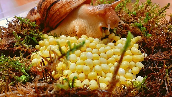 Каждая ахатина откладывает по 200-300 очень эстетичных яиц 5-6 раз в год.