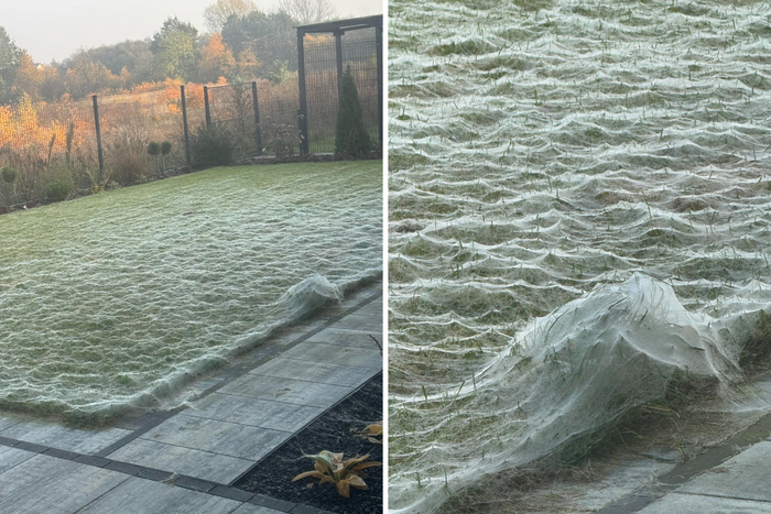 На этом участке не пользуются газонокосилкой. Там фигачат сразу огнемётом!