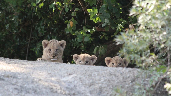 В отсутствии матерей львы прячутся где-то в кустиках и изо всех сил глушат естественное детское любопытство.