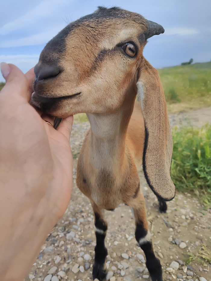 Каждой твари по паре)