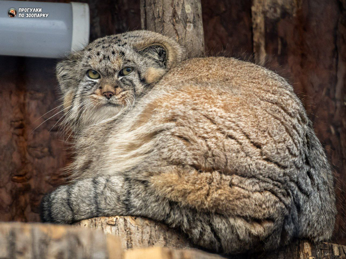Шу и французская поговорка: "Хочешь быть незаметным - встань под фонарём"