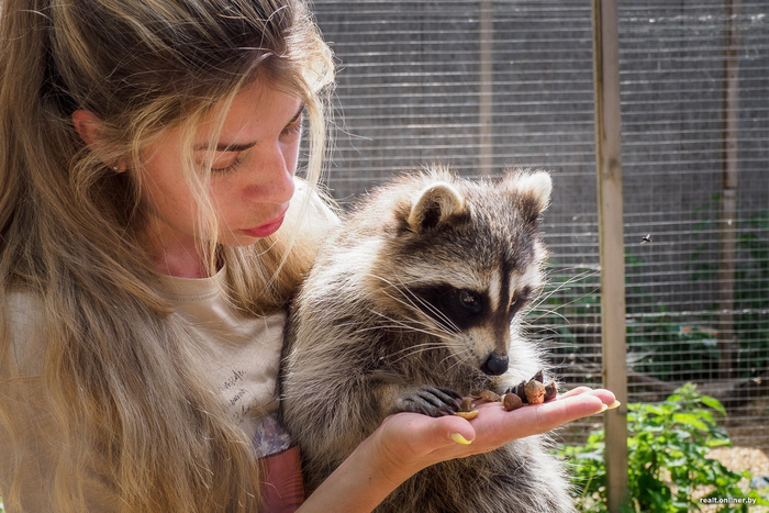 На всякий случай напоминаем: помощь диким животным — удел специалистов и обученных волонтёров.