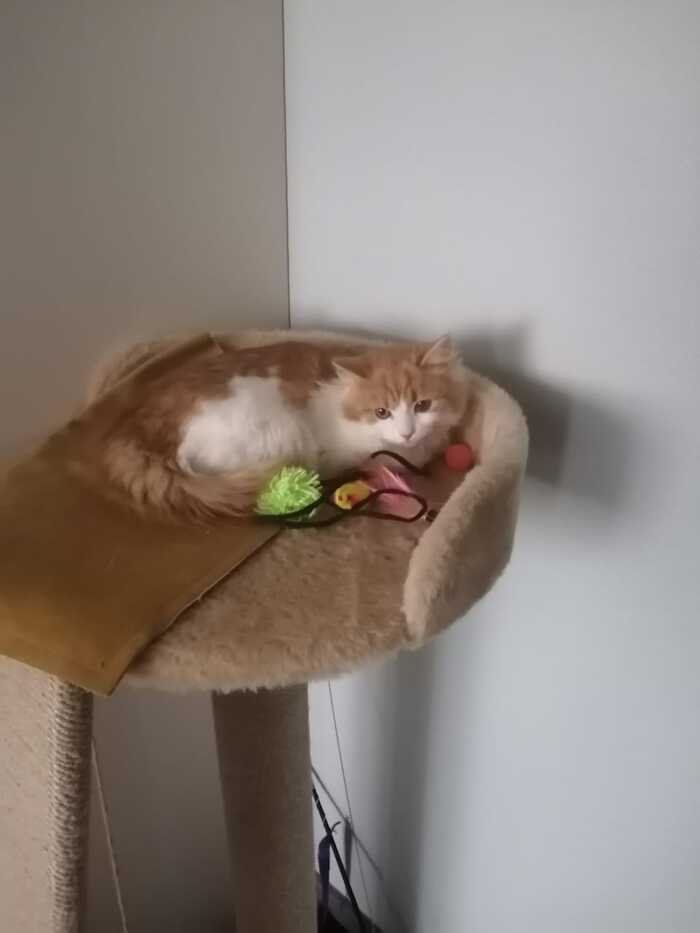 Продолжение поста «Ах эти карие глаза! Пушистое нежное облачко ждёт своего человека. Приходите знакомиться»