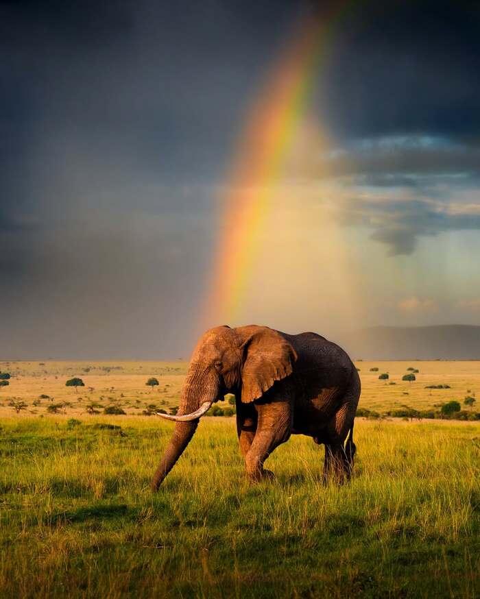 Слон и радуга