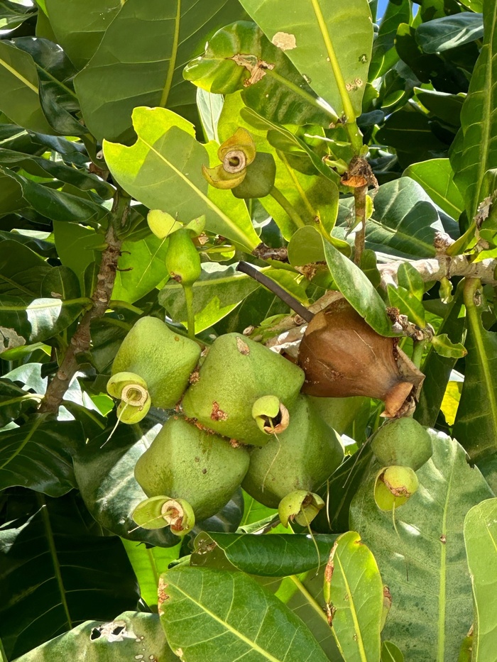 Незрелые плоды баррингтонии азиатской. Фото О. Волобуевой.