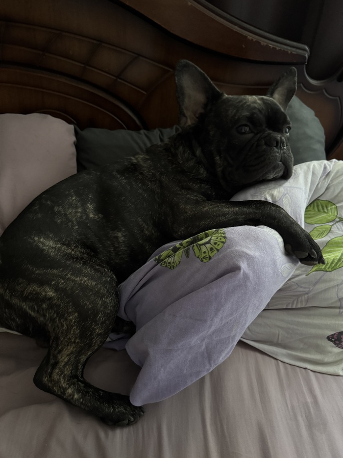 Заместо лежанки