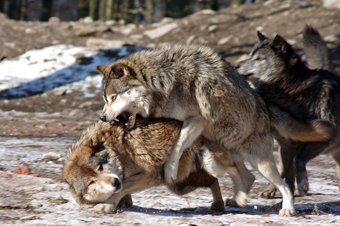     ,   . ,  ,       ,       ,    .