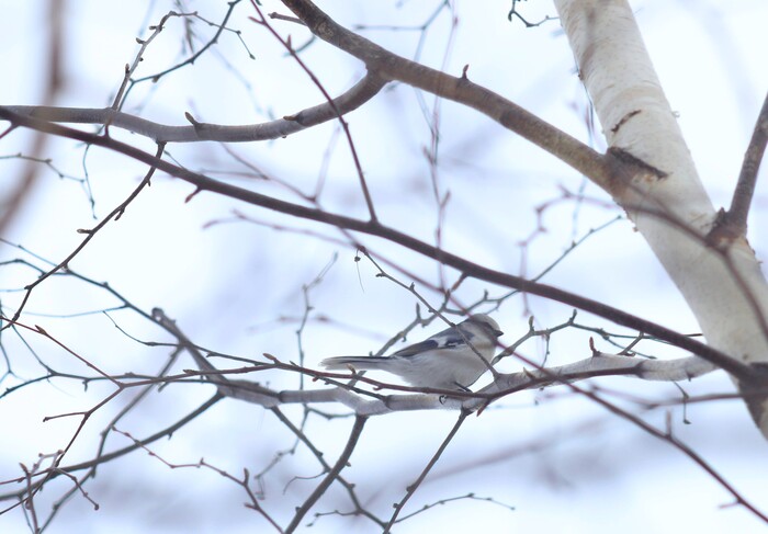 Белая лазоревка