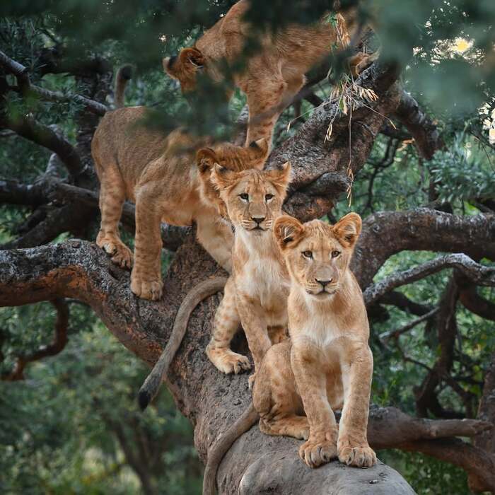 Древесные львы