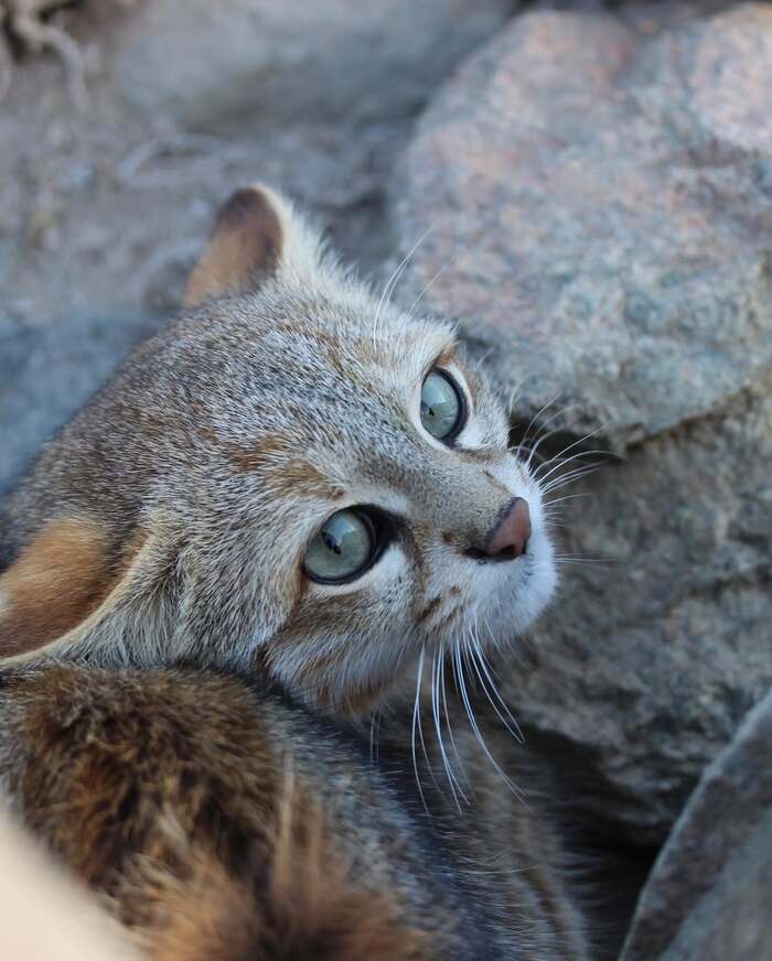 Пампасская кошка