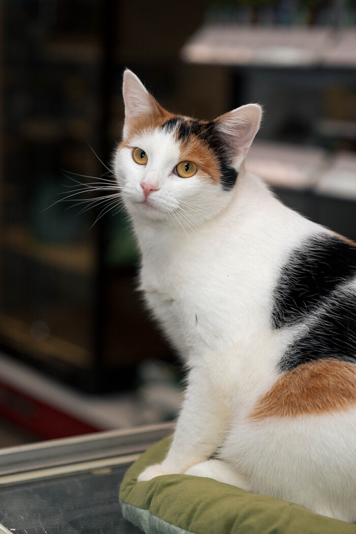 Нежная трехцветная кошка Белочка ищет своего человека