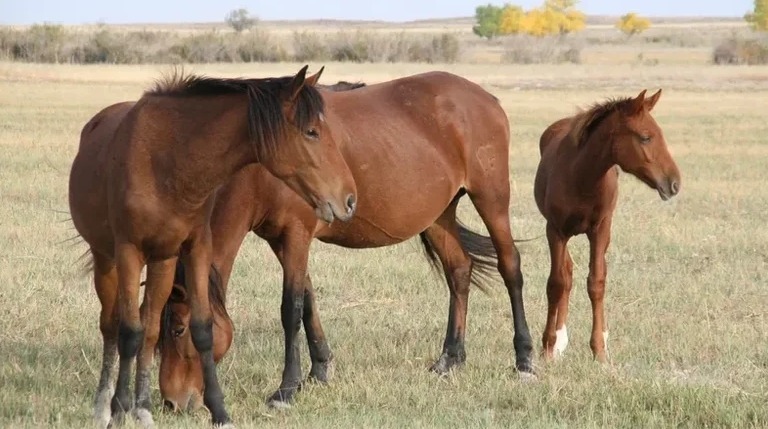 В Туркестанской области волки продолжают истреблять скот на пастбищах, а жители боятся выходить на улицу после наступления темноты - Казахстан, Туркестанская область, Охота, Волк