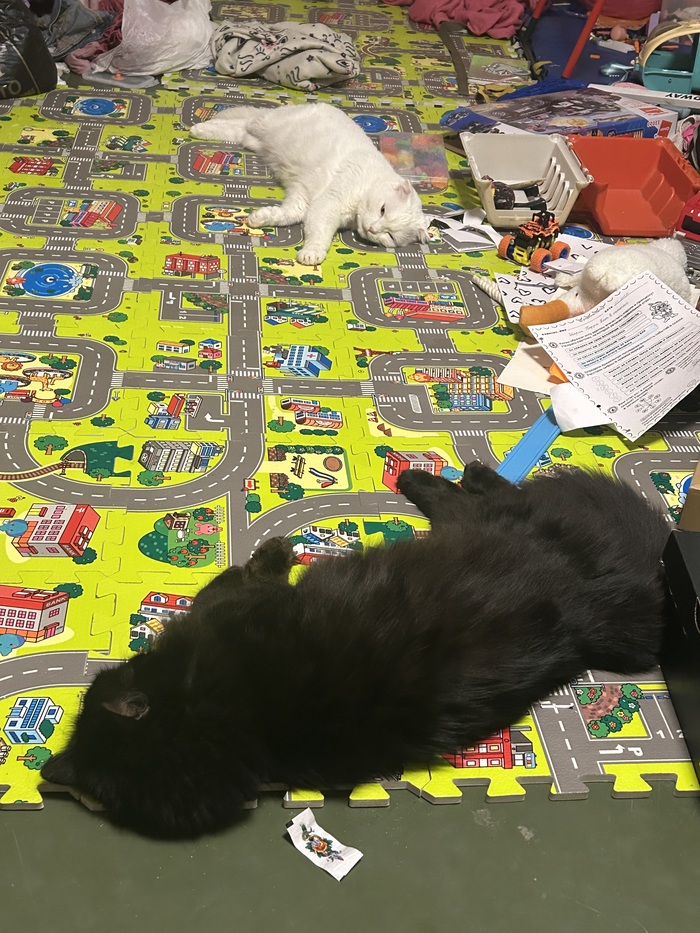 Ответ на пост «"Подтвердите, что вы пикабушник, добавив фото кота"»